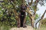 CANE CORSO 032
